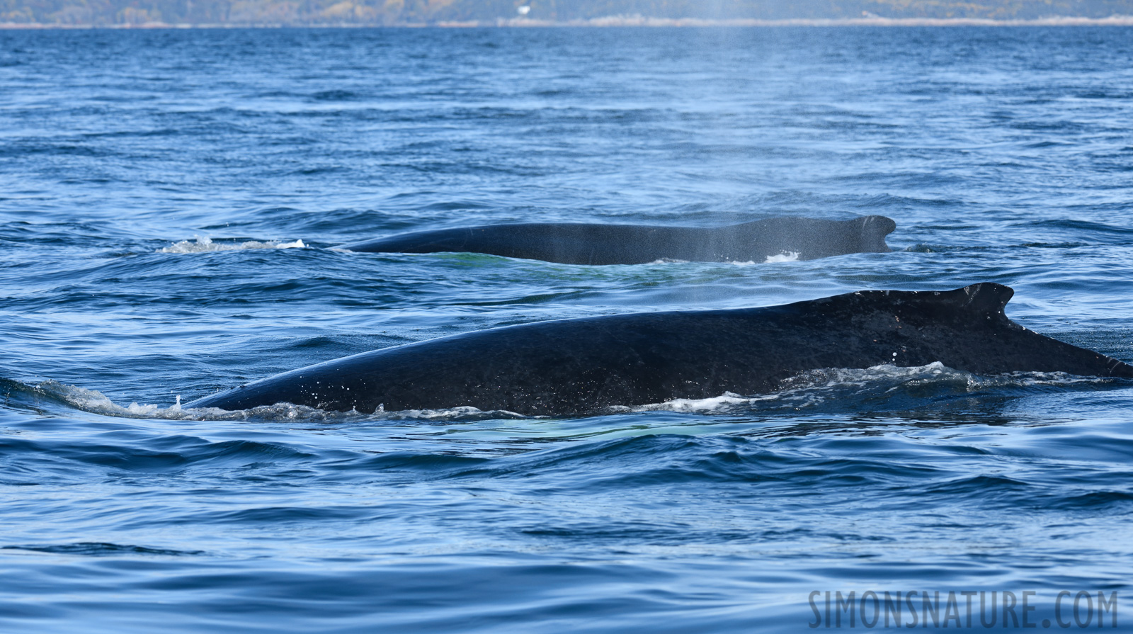 Megaptera novaeangliae [200 mm, 1/800 sec at f / 9.0, ISO 400]